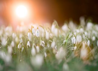 96 Citate Despre Primavara Care iti Vor Transforma Viata