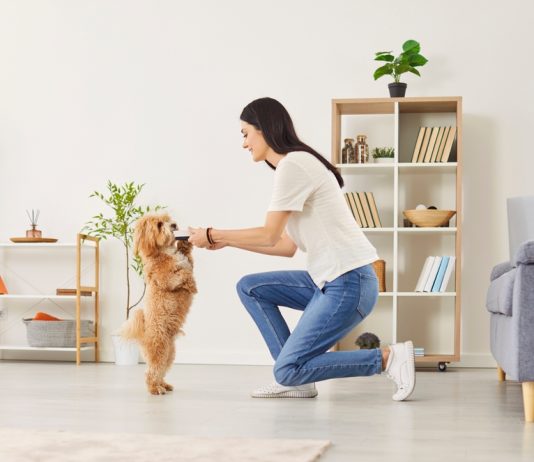Top 7 metode eficiente de educare a animalelor de companie